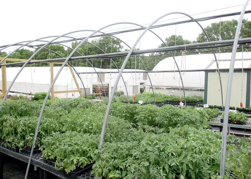 Marc Hayot/Herald-Leader Pigeon Family Farm won County Farm Family of the Year for Benton County. Part of the farm’s business involve growing and selling flowers at their greenhouse and nursery.