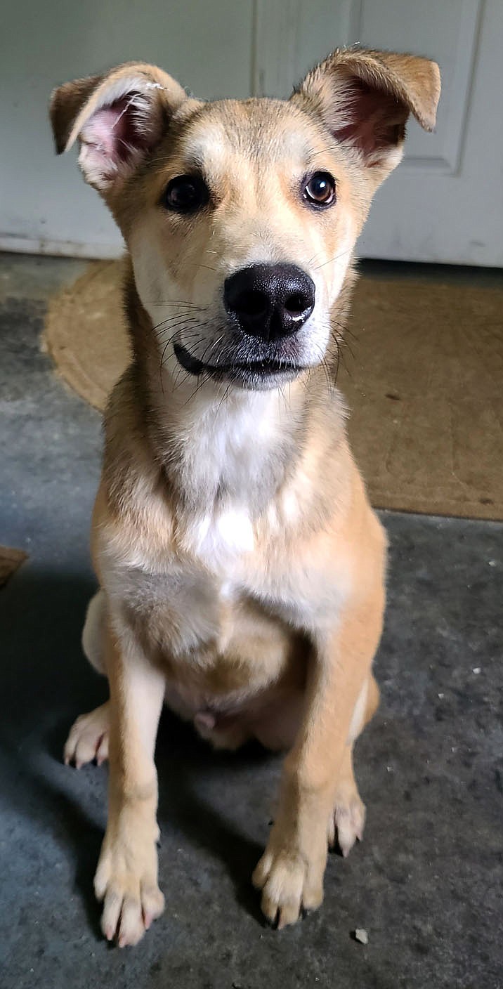 Dog available for adoption | Westside Eagle Observer