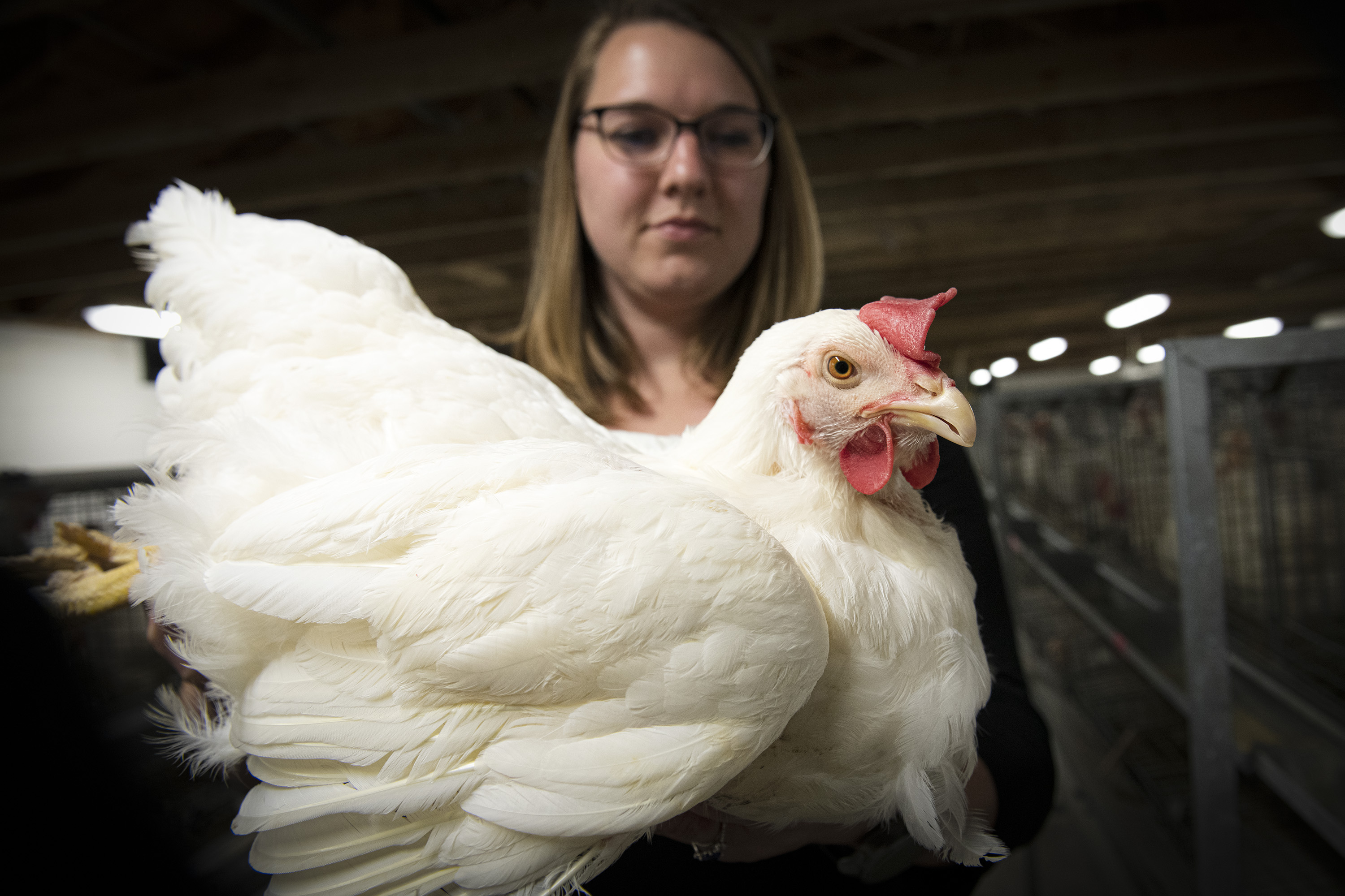 Aiming to tame thirst of chickens
