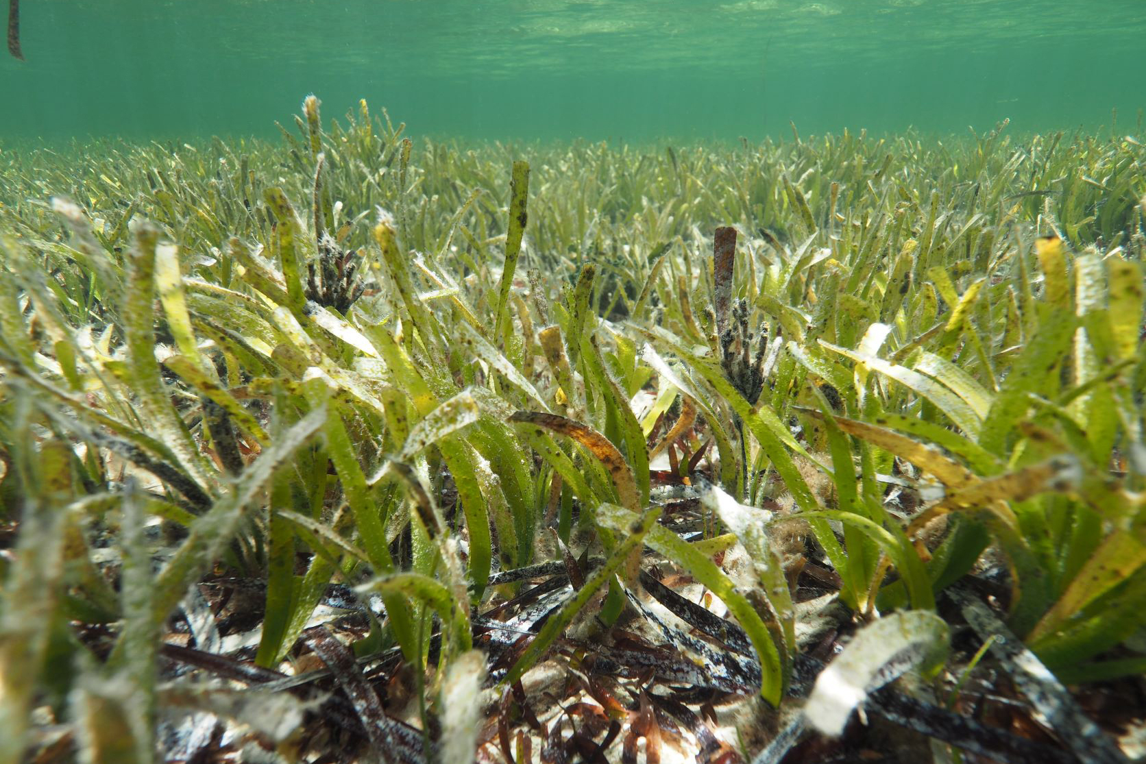 World’s largest plant is a vast seagrass meadow in Australia ...