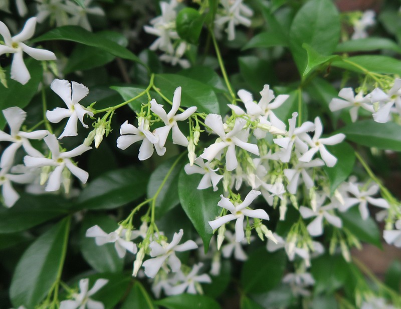 Confederate jasmine, also called star jasmine, grows in sun to deep shade but flowers best in full sun. (Special to the Democrat-Gazette/Janet B. Carson)