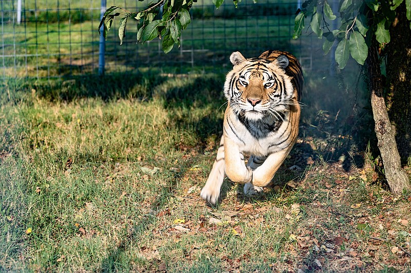 Shasta demonstrates that tigers living at Turpentine Creek Wildlife Refuge in Eureka Springs have plenty of room to run and play.

(Courtesy photo/Turpentine Creek)