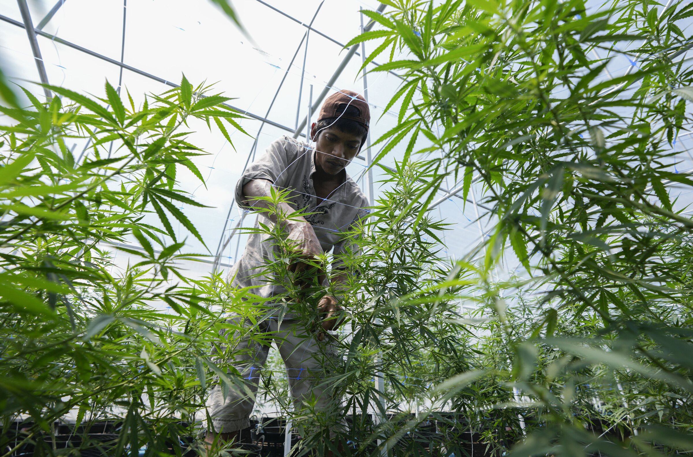 Thailand becomes first Asian nation to allow marijuana for medical use - Vimarsana News