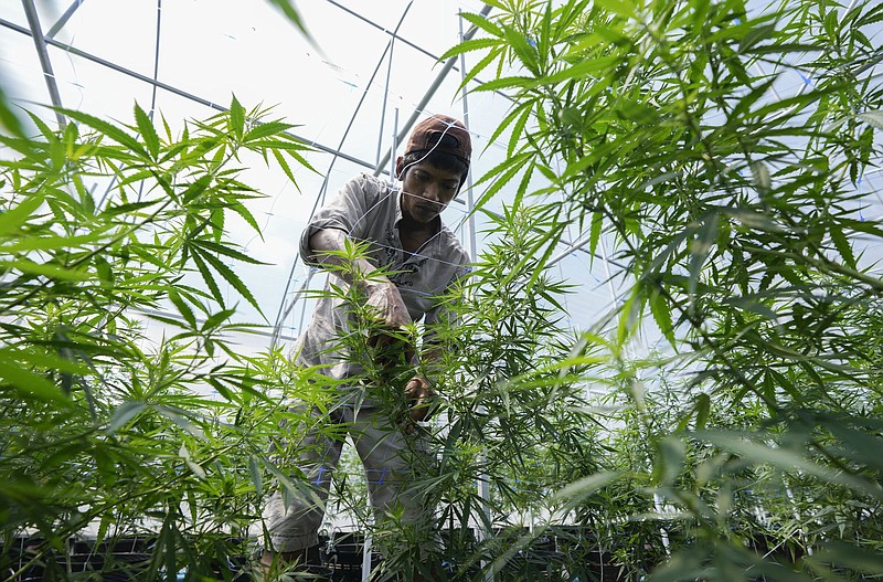 A worker tends to cannabis plants at a farm in Chonburi province, eastern Thailand on June 5, 2022. Marijuana cultivation and possession in Thailand was decriminalized as of Thursday, June 9, 2022, like a dream come true for an aging generation of pot smokers who recall the kick the legendary Thai Stick variety delivered. (AP Photo/Sakchai Lalit)