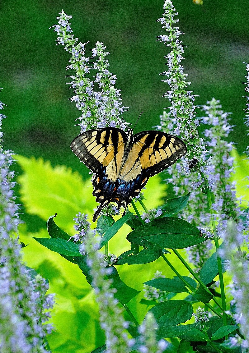 Eastern Tiger swallowtails also like the Blue Fortune anise hyssop. (Norman Winter/TNS)