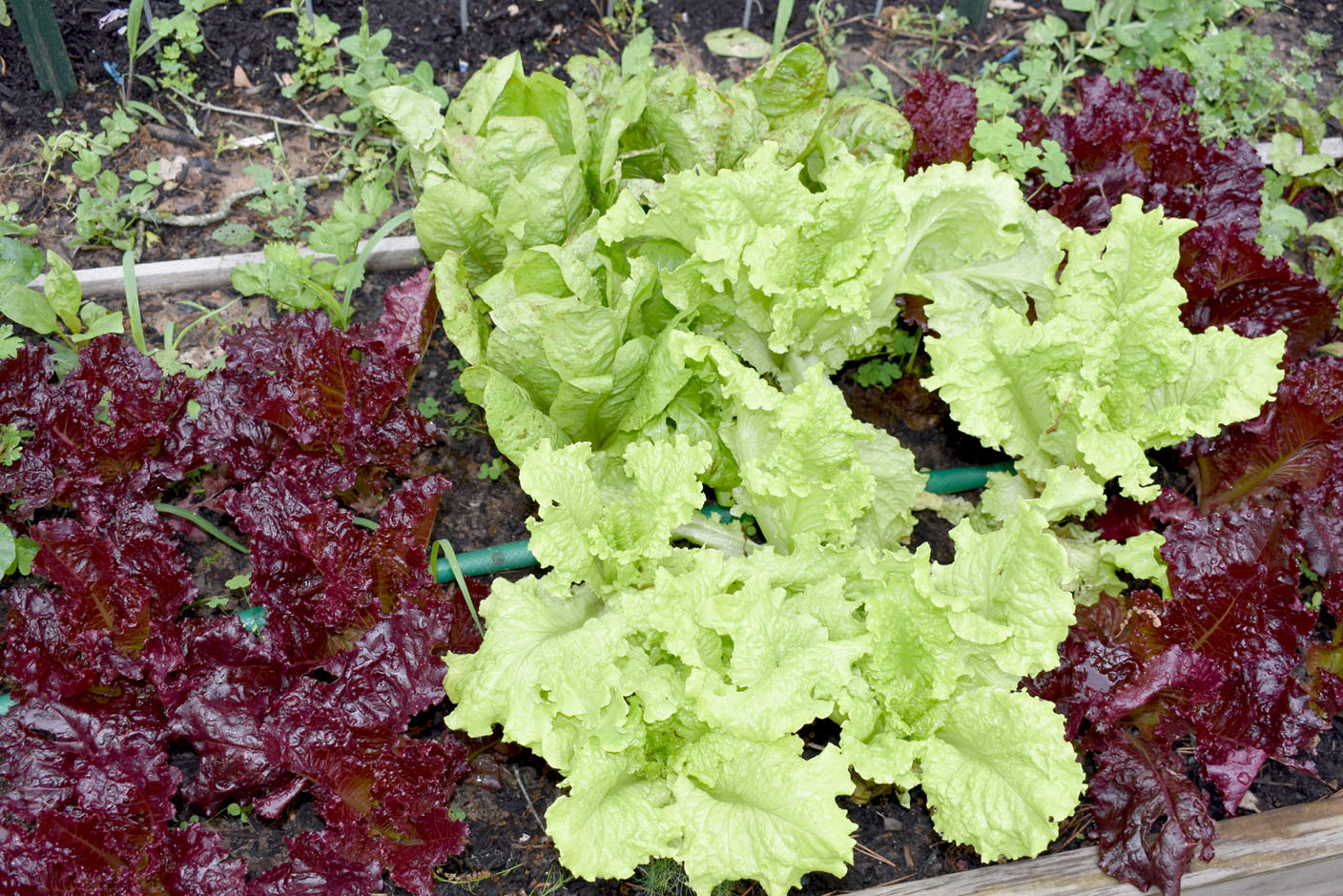 Means Turns Farmington Hobby Into Business