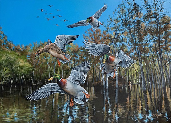 Stamp captures mallards on wing Northwest Arkansas Democrat