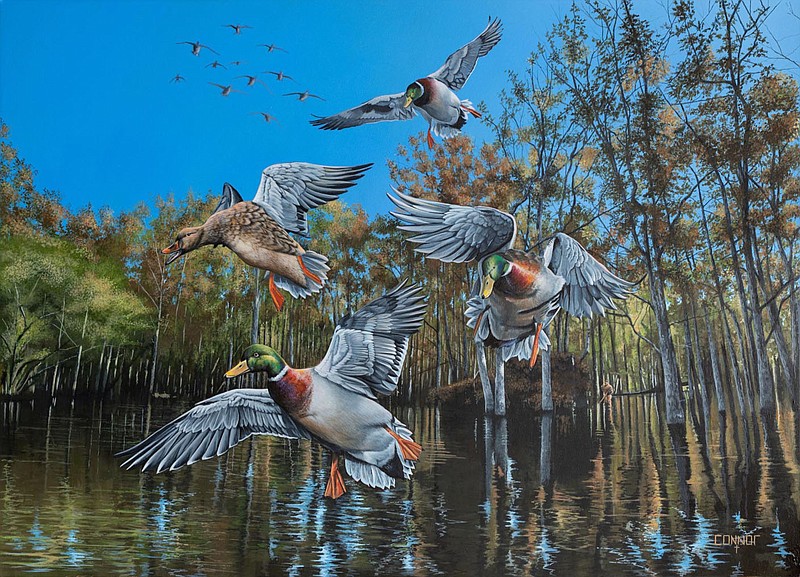 Mallards are featured on the 41st annual Arkansas state duck stamp.