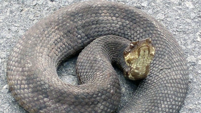 Cottonmouth snakes occurs in a variety of wetland habitats, according to https://www.agfcnaturecenter.com/arkansas-wildlife/arkansas-wildlife-venomous-snakes-of-arkansas/ (Special to The Commercial/Arkansas Game and Fish Commission)