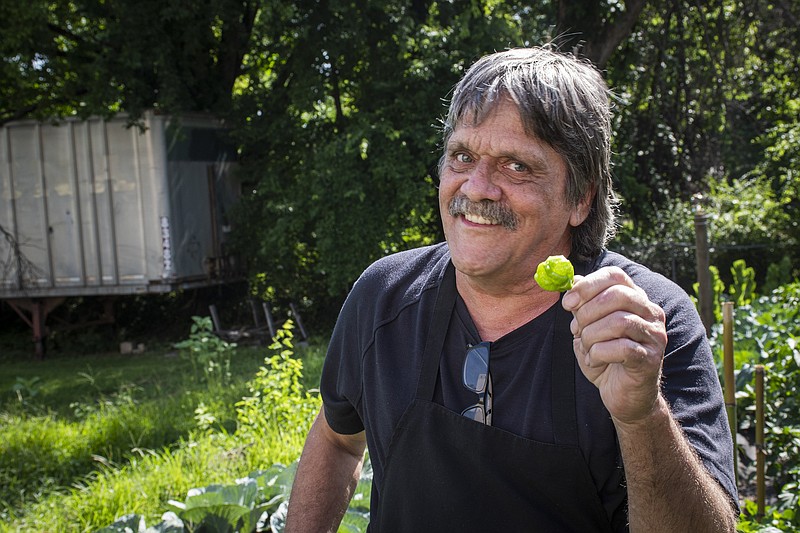 Mark Hughes shows off a habanero pepper, his favorite, in the Little Rock Compassion Center Garden on June 13. (Arkansas Democrat-Gazette/Cary Jenkins)