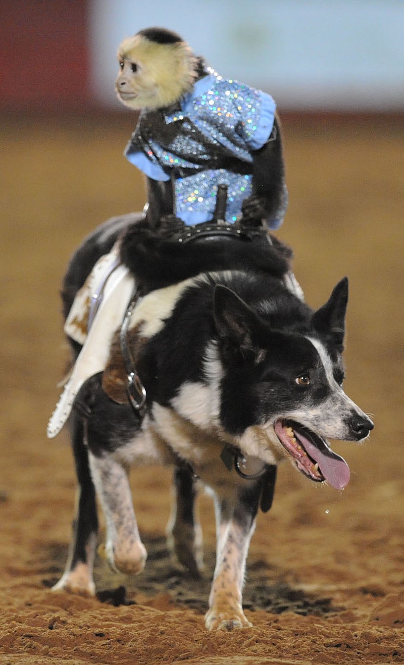 The Next Generation: Rodeo of the Ozarks ropin' fans in young