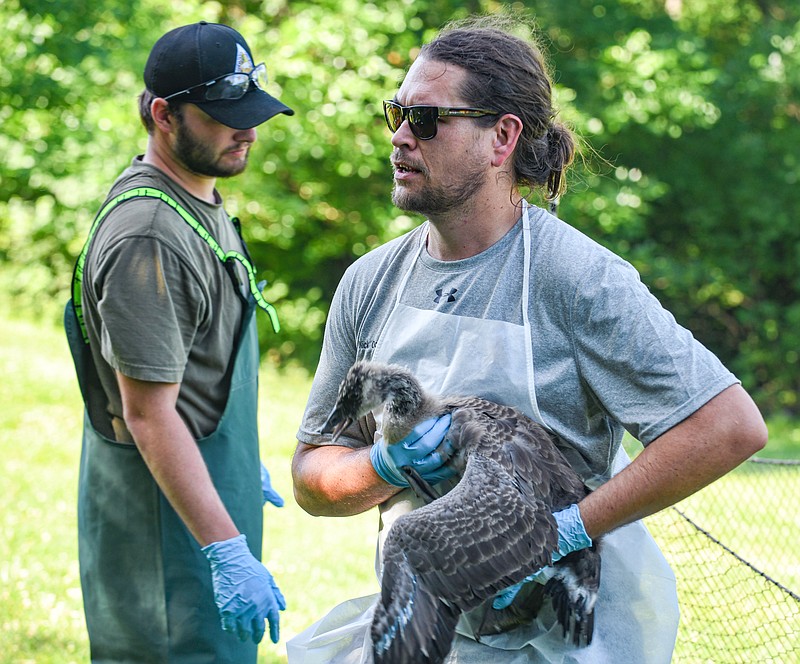 While Travis Knierim, at left, goes to retrieve a goose, Nick Oakley carries a Canada goose from the holding pen at McKay Park in Jefferson City Tuesday, June 14, 2022, so that it can be banded. Knierim is a resource technical and Oakley is a resource science assistant, both of whom work for the Missouri Department of Conservation in Columbia. They and others comprised about a dozen MDC employees tasked with banding migratory birds. (Julie Smith/News Tribune photo)