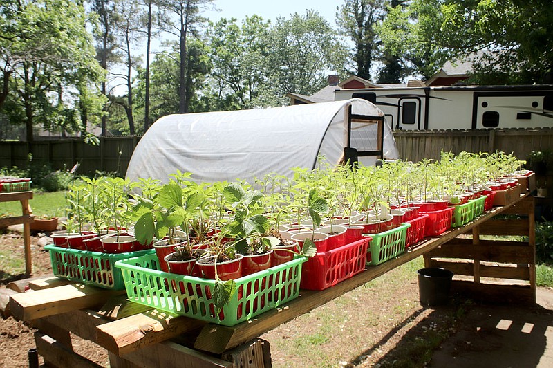 These are starter vegetable plants that Annie Sales is growing to sell at the Prairie Grove Farmers Market. She used the greenhouse in the background to start the plants.