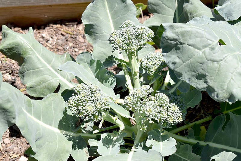 Rachel Dickerson/The Weekly Vista A broccoli plant is among the vegetables raised by the Price family at their farm in Stella, Mo.