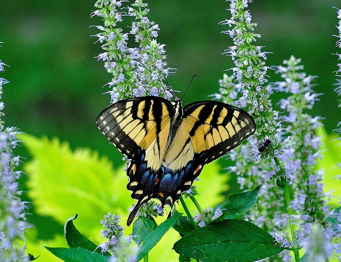 Blue Fortune the king of agastache hyssop - Vimarsana News