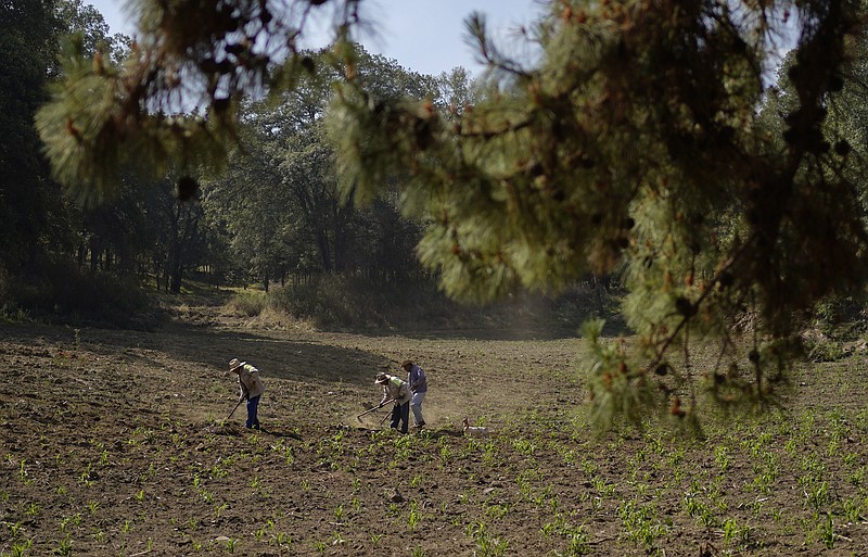 Brothers Arturo, Benjamin and Victor Corella, work their land in Milpa Alta south of Mexico City, Mexico, Monday, May 30, 2022. The three brothers who used to work as teachers, and who are now in their retirement farming family plots, are beneficiaries of the government of President Andres Manuel Lopez Obrador as it gives rural families cash payments to grow crops and technical advice, to help produce more food. (AP Photo/Eduardo Verdugo)