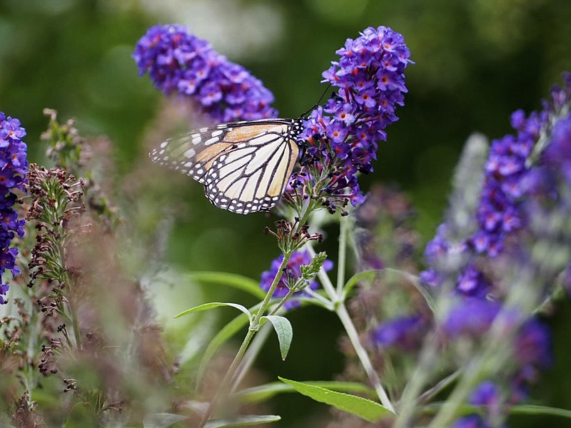 This image provided by John Damiano shows a monarch butterfly on Aug. 18, 2021, in Glen Head, N.Y. The use of chemicals against garden pests threatens bees, butterflies and other pollinators. (John Damiano via AP)