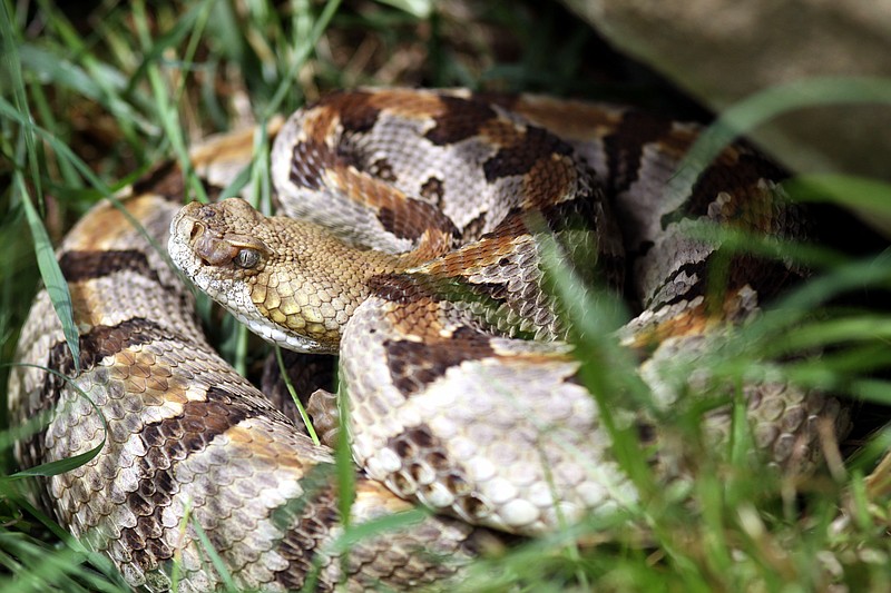 Keep an eye out for the state’s venomous snakes this summer | Hot ...