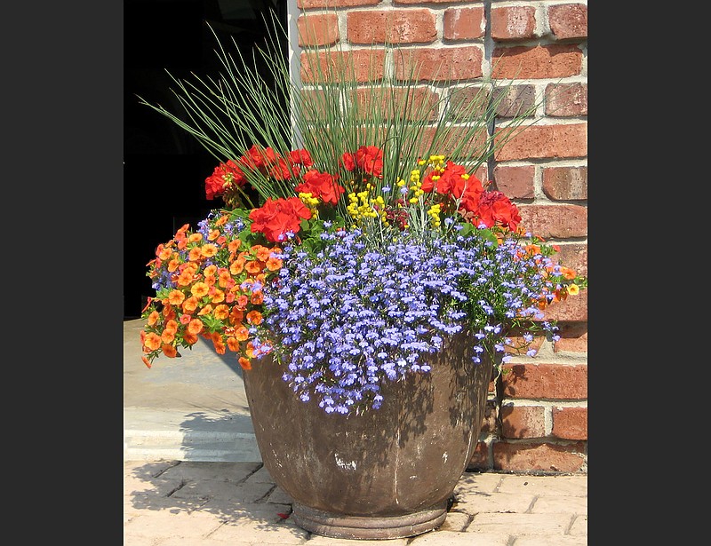 This recipe called Breezy Shore features a color scheme called triadic harmony using Laguna Sky Blue lobelia, Superbells Dreamsicle calibrachoa, Flambe Yellow chrysocephalum, Boldly Deep Red geranium with Graceful Grasses Blue Mohawk rush as the thrille. (TNS/Norman Winter)