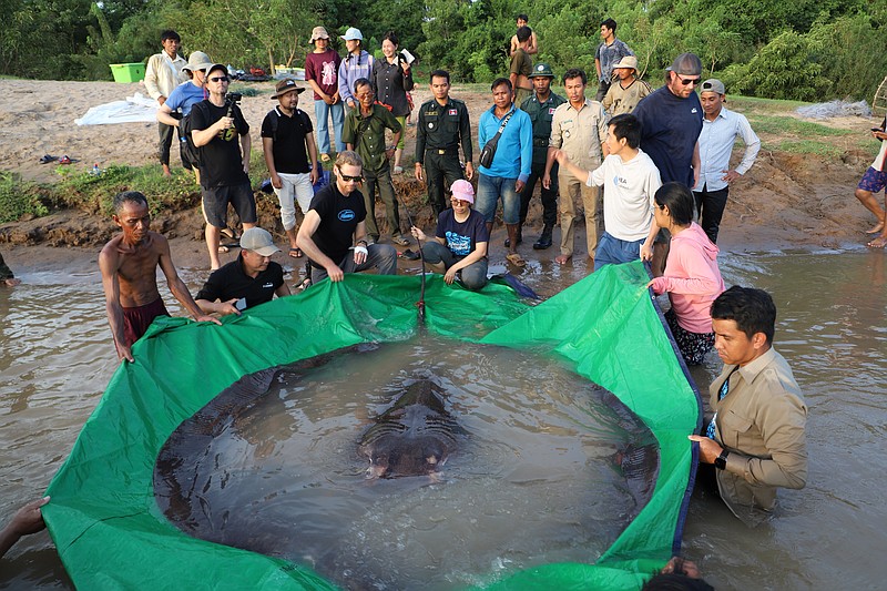 Cambodian catches world’s largest recorded freshwater fish Texarkana