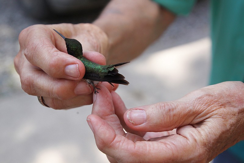 Tana Beasley shows off a ruby-throated hummingbird before releasing it into the wild. Beasley banded this bird at the Potlatch Cook’s Lake Nature Center at Casscoe. (Special to the Democrat-Gazette/Frank Fellone)