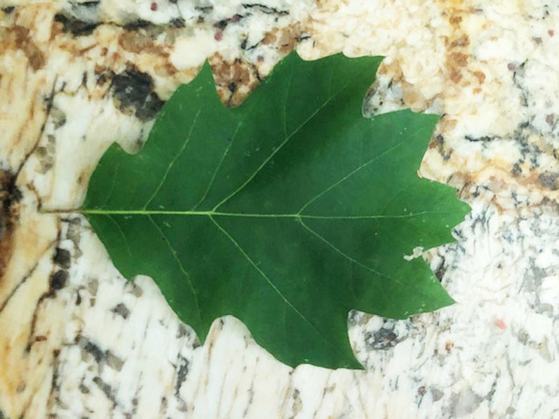 This leaf is like leaves of the northern red oak, Quercus rubra, a tree that can grow more than 100 feet tall. (Special to the Democrat-Gazette)