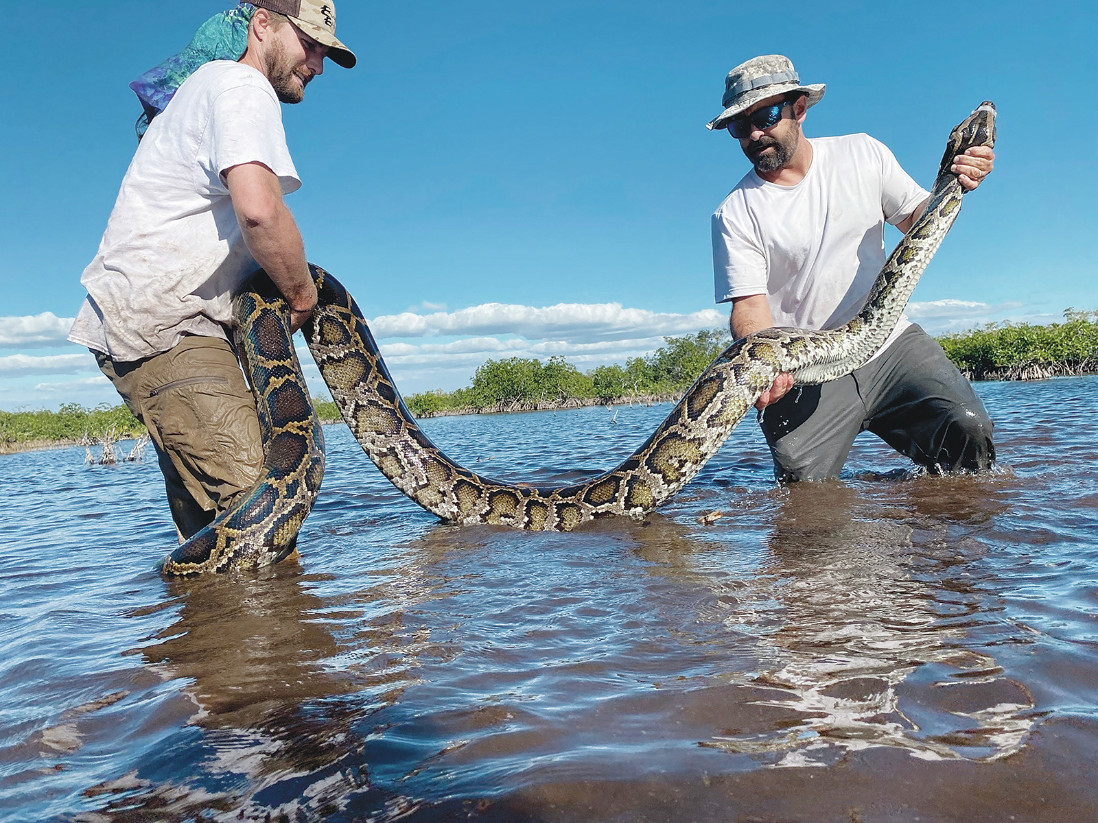 A record-setting snake: Florida team hauls in 18-foot, 215-pound Burmese python - Vimarsana News