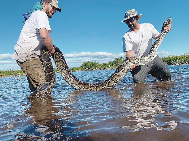 This March 2022 photo provided by the Conservancy of Southwest Florida shows biologists Ian Easterling, left, and Ian Bartoszek with a 14-foot female Burmese python captured in mangrove habitat of southwestern Florida while tracking a male scout snake. (Conservancy of Southwest Florida via AP)