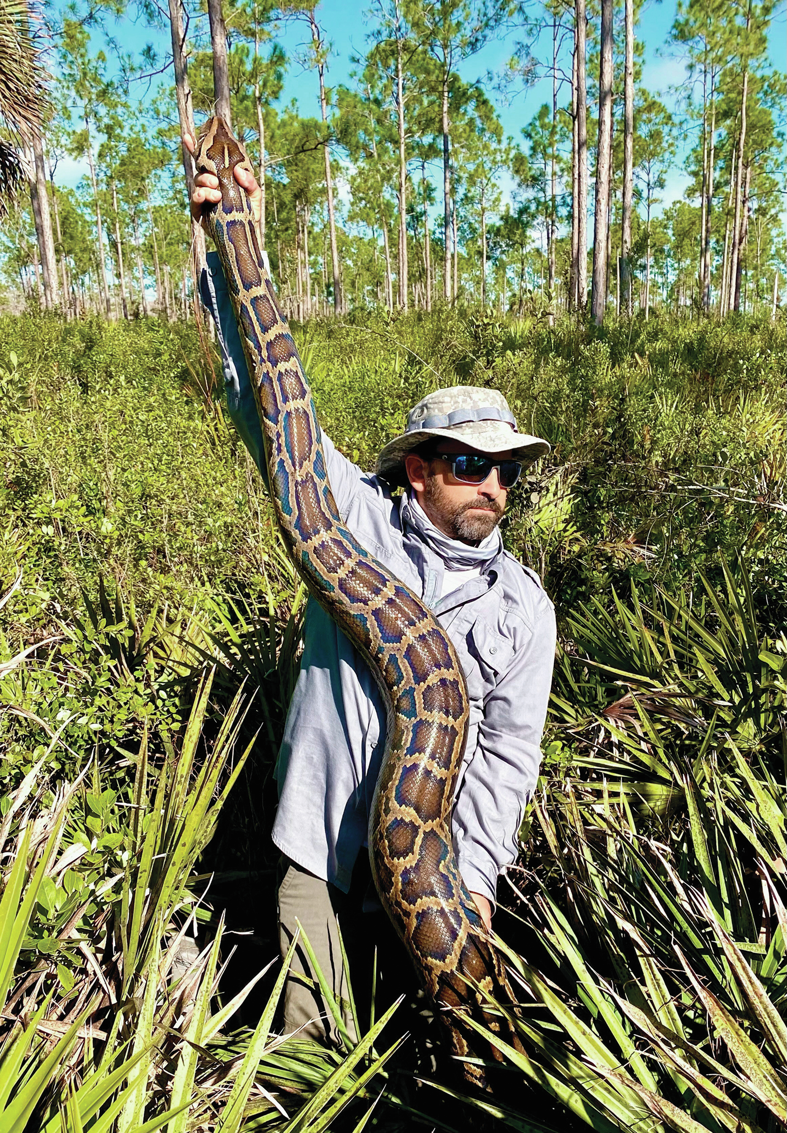 Burmese Python – Florida Snake ID Guide