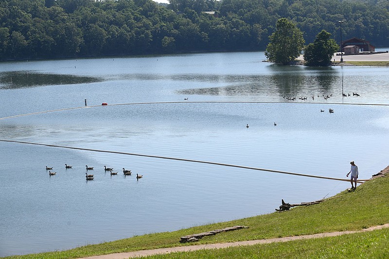 Canada geese on June 21 2022 at a swim beach at Beaver Lake. (NWA Democrat-Gazette/Flip Putthoff)