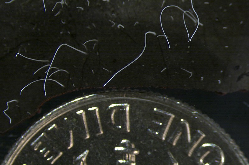This microscope photo provided by the Lawrence Berkeley National Laboratory in June 2022 shows thin strands of Thiomargarita magnifica bacteria cells next to a U.S. dime coin. The species was discovered among the mangroves of Guadeloupe archipelago in the French Caribbean. A team of researchers at the Department of Energy (DOE) Joint Genome Institute (JGI), Lawrence Berkeley National Laboratory (Berkeley Lab), the Laboratory for Research in Complex Systems (LRC), and the Université des Antilles, characterized the bacterium composed of a single cell that is 5,000 times larger than other bacteria. (Tomas Tyml/Lawrence Berkeley National Laboratory via AP)