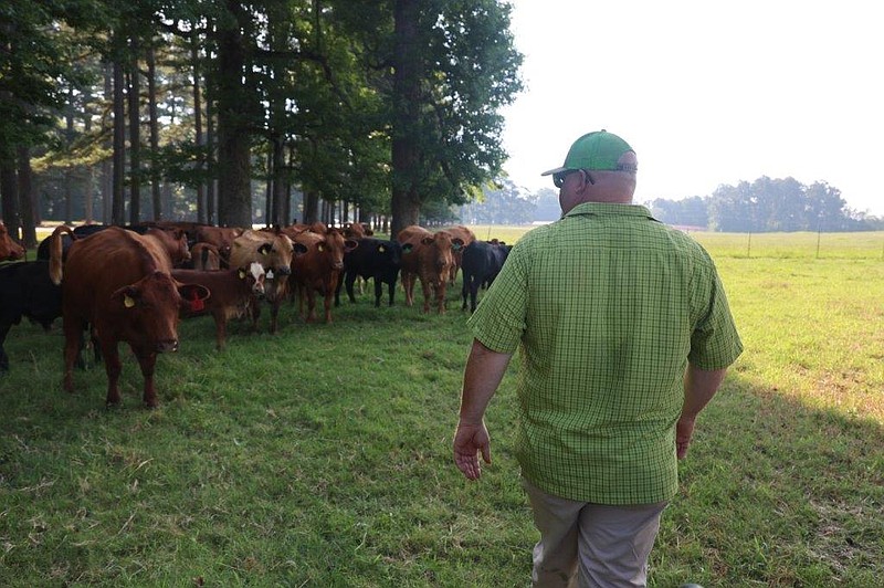 Greg Montgomery, farm manager at the University of Arkansas at Monticello, checks on the cattle. (Special to The Commercial/University of Arkansas at Monticello)