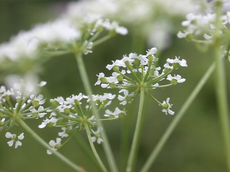 The umbrel flowerheads of poison hemlock (seen here) are clusters of single white flowers that together create a more rounded appearance than the umbrels of Queen Anne's lace. (Photo courtesy of the University of Arkansas Division of Agriculture)