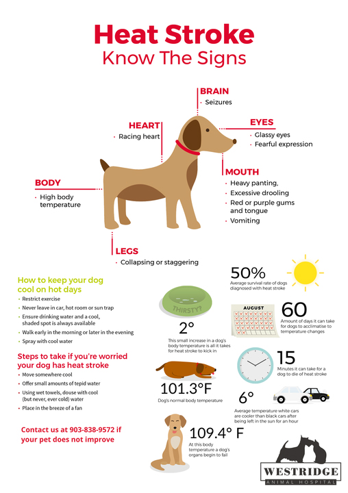 If you're feeling the heat, check Fido's feet