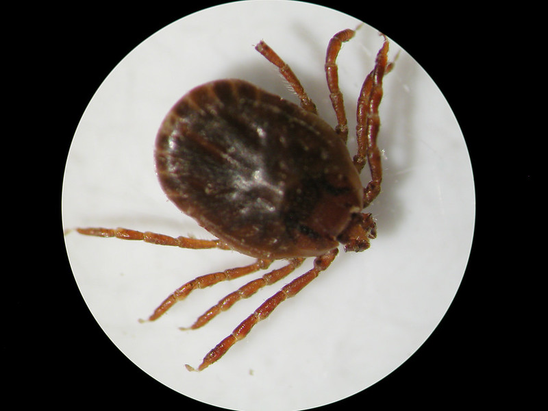 UA experts studying cattle disease find invasive Asian longhorned tick