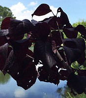 photo thumbnail