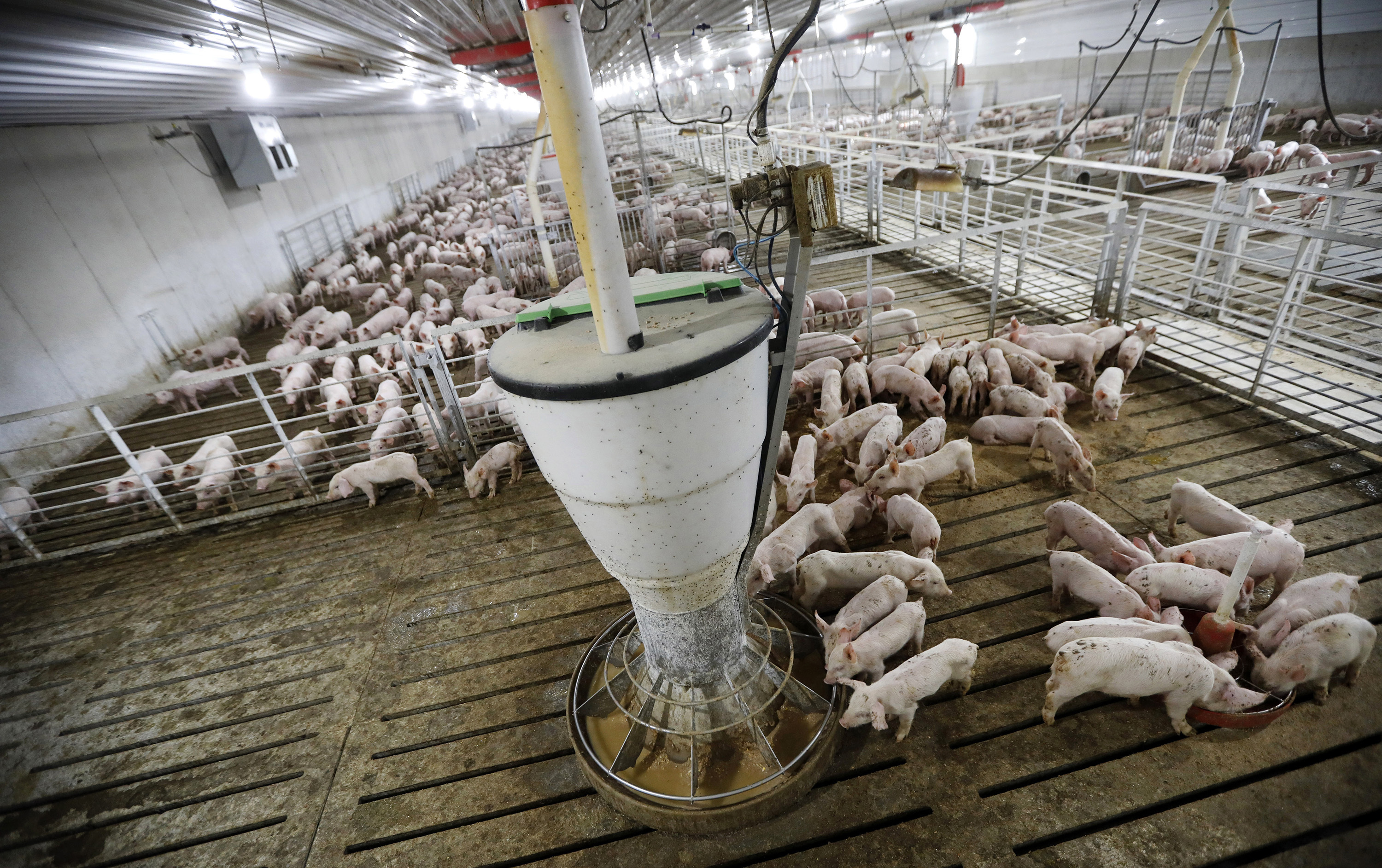 Iowa court, in U-turn, limits suits against pig farms - Vimarsana News