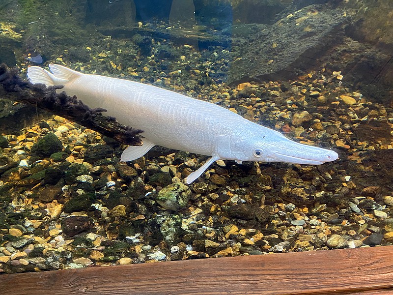 This gar is one of many live fish on display at the Witt Stephens Central Arkansas Nature Center. - Photo by Corbet Deary of The Sentinel-Record