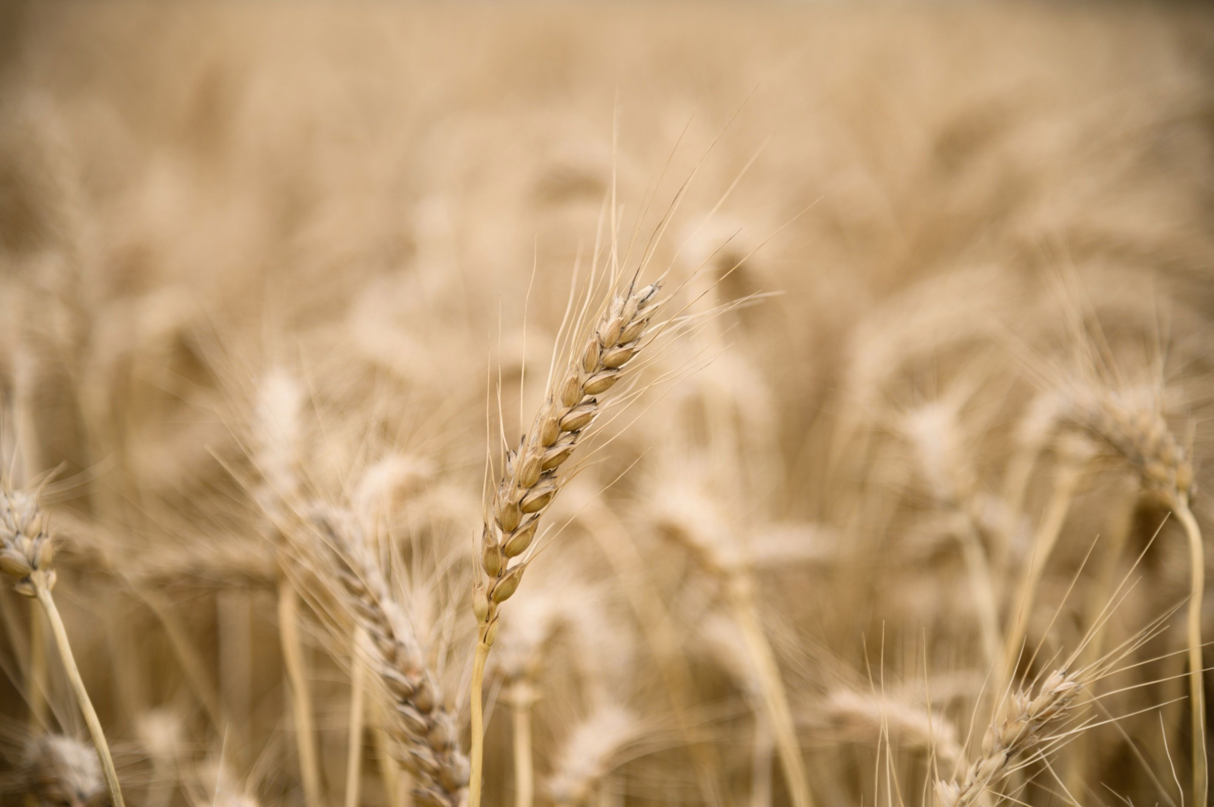Global wheat market at critical phase - Vimarsana News