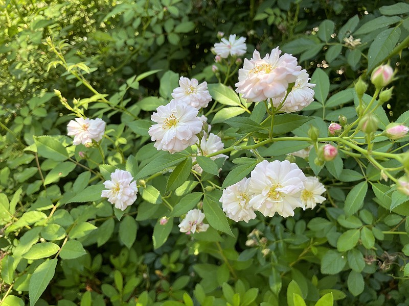These roses resemble the antique variety Cecile Bruner, also called Sweetheart rose; but there are thousands of rose varieties. (Special to the Democrat-Gazette)