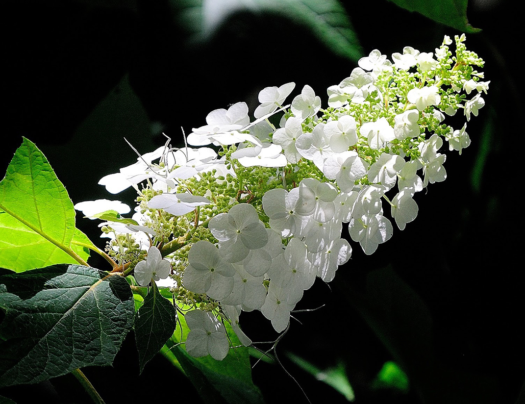 White flowers make moonlit gardens enchanting - Vimarsana News