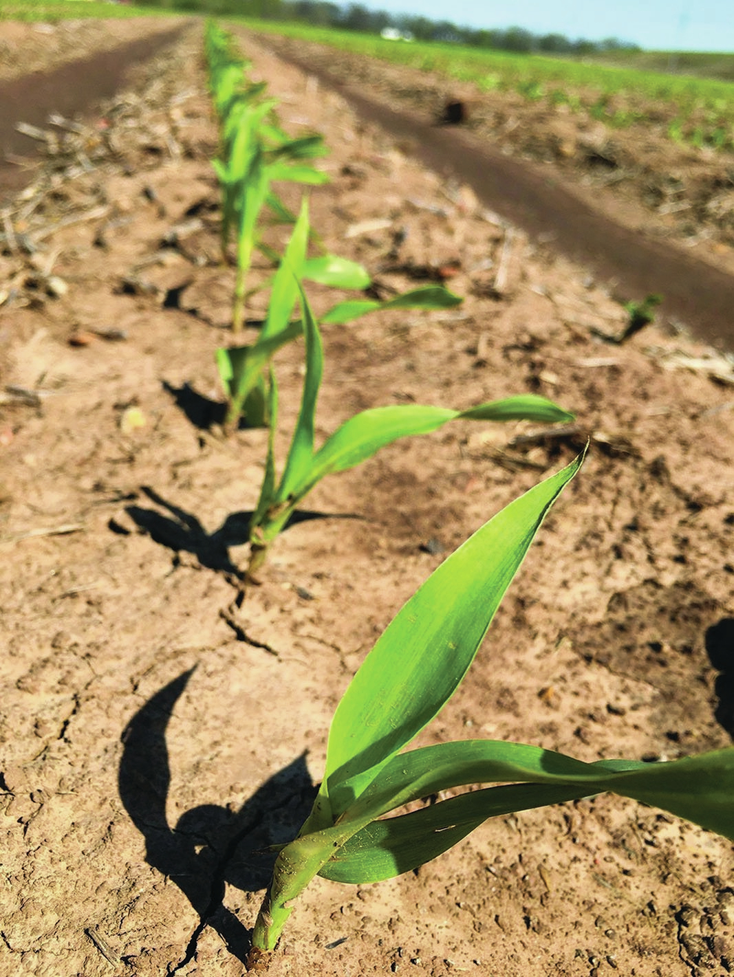 State’s planted acres drop below estimates