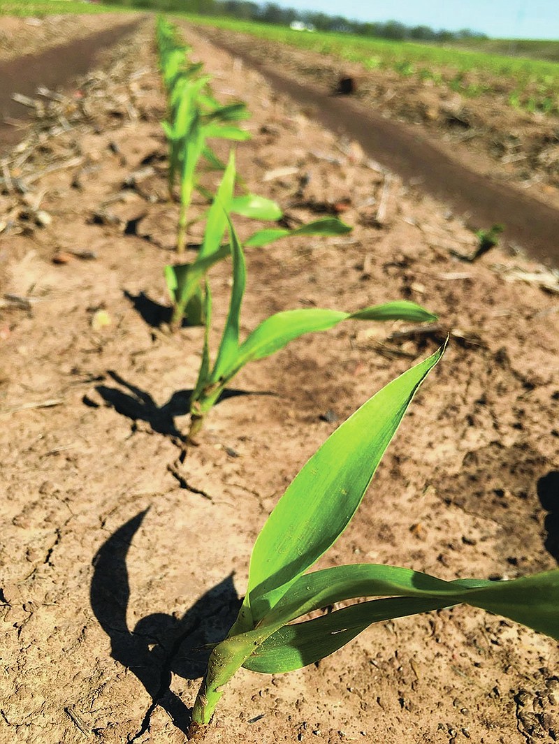 Shown here is a new stand of corn being grown in Jefferson County in April 2021. Planted acreage for all major commodity crops fell from growers’ intentions in March, according to a June 30 report by the U.S. Department of Agriculture. (Special to The Commercial)