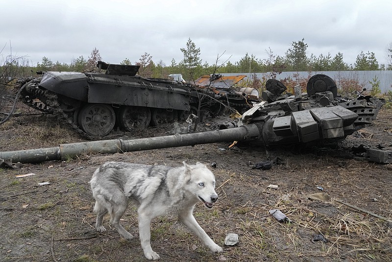 FILE - A dog runs by a Russian tank destroyed during fighting two days ago, in the village of Dmytrivka close to Kyiv, Ukraine, Saturday, April 2, 2022. Moscow has not given a casualty count since it said some 1,300 troops were killed in the first month of fighting, but Western officials have said that was just a fraction of real losses. (AP Photo/Efrem Lukatsky, File)