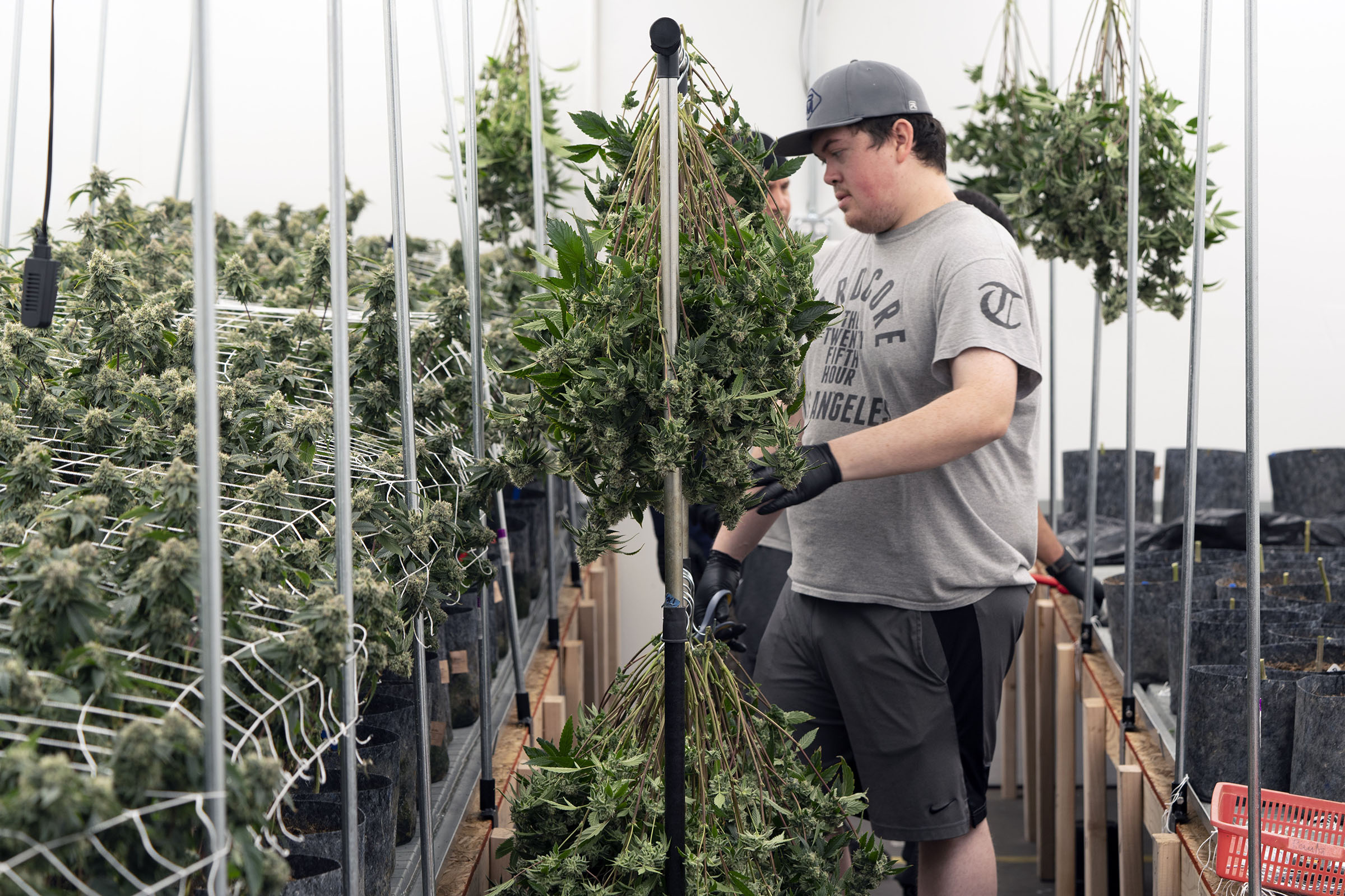 Cannabis tax gets a pruning in California - Vimarsana News