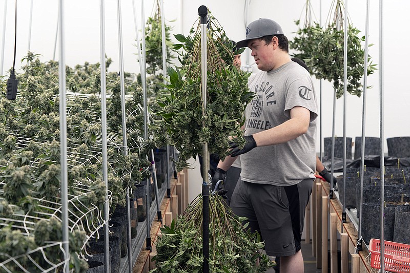In this Friday, May 8, 2020 photo workers harvest a fresh crop of marijuana at the Loving Kindness Farms in Los Angeles. (AP Photo/Richard Vogel)
