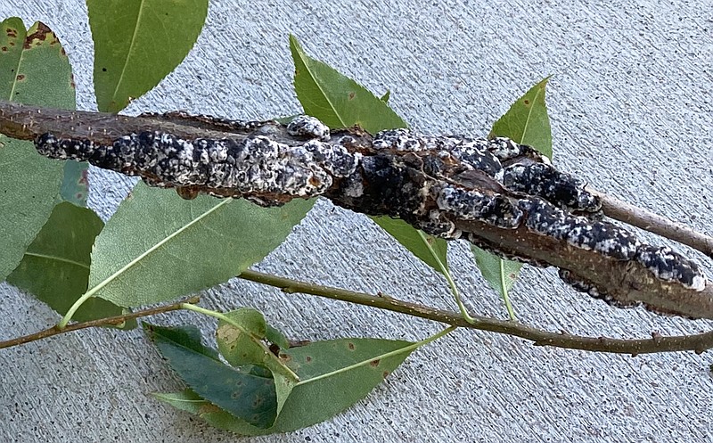 The galls on this branch of a black cherry tree are caused by a fungal disease called black knot. (Special to the Democrat-Gazette)