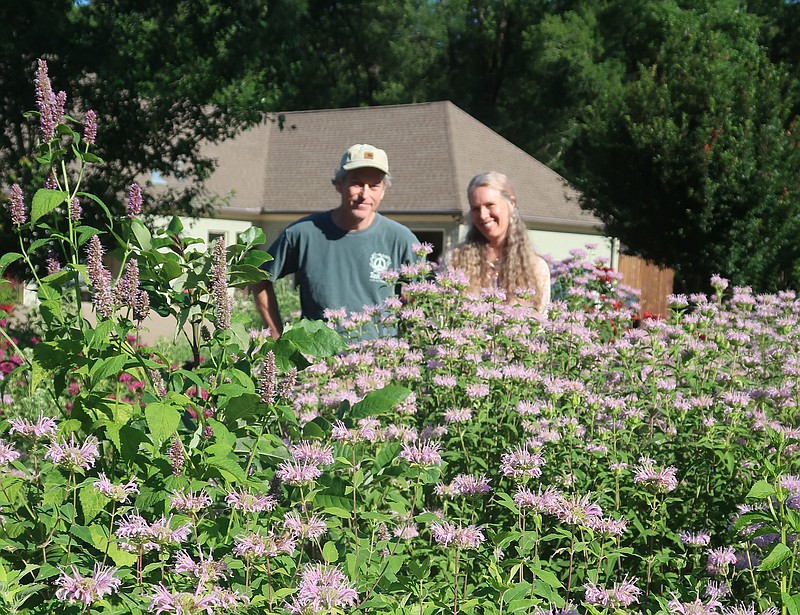 Robert and Heather Isbell have surrounded their home west of Little Rock with gardens full of native species and other plants that pollinators crave, including this monarda. (Special to the Democrat-Gazette/Janet B. Carson)