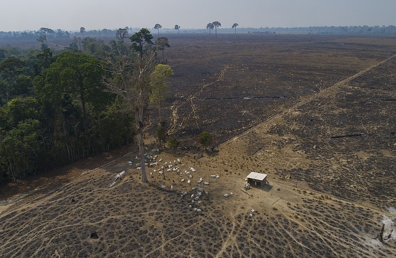 FILE - Cattle graze on land recently burned and deforested by cattle farmers near Novo Progresso, Para state, Brazil, on Aug. 23, 2020. Deforestation in the Brazilian Amazon broke all records for a six month period during the first half of 2022. The pattern in Brazil is that criminals seize public land with the expectation that the areas will be legalized for agriculture or cattle-raising in the future. (AP Photo/Andre Penner, File)