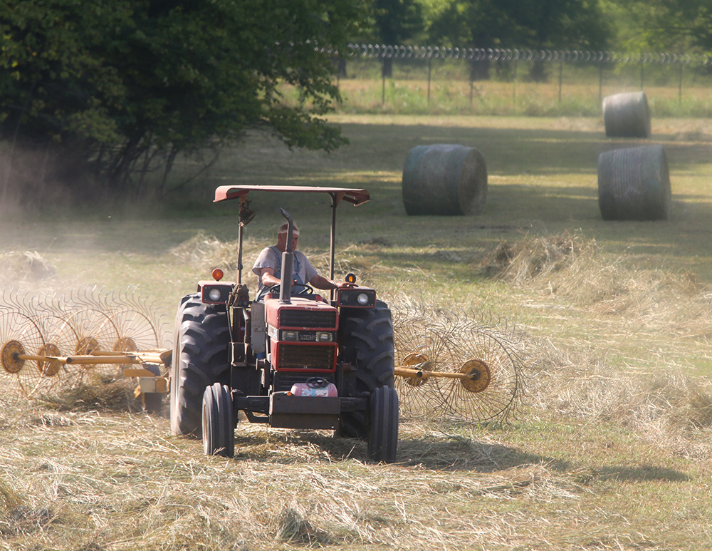 Haying pastures to mind wildlife